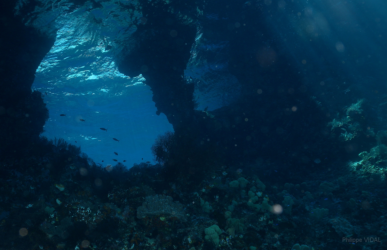 Raja Ampat 2016 - Corail - Boo Windows - IMG_4250_rc.jpg